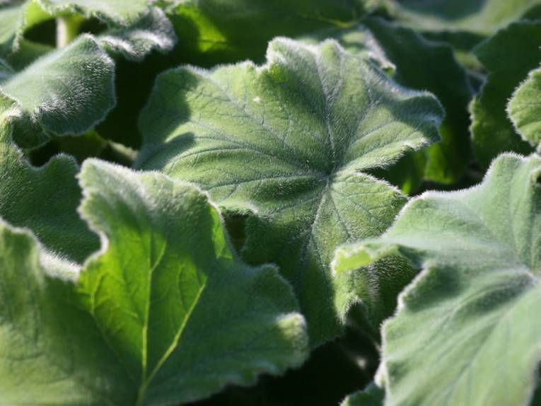 Pelargonium tomentosum
